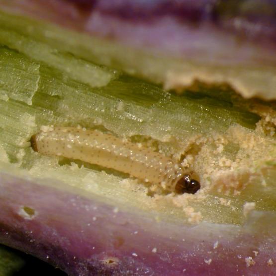 La larve de grosse altise met à mal depuis plusieurs années les cultures de Colza en Bourgogne-Franche-Comté (Crédit Réussir).