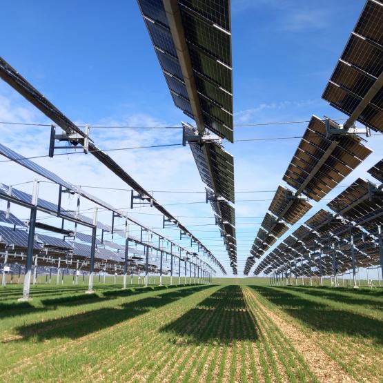 Le pilotage géoclimatique des installations agrivoltaïques est une piste de recherche pour optimiser la performance des cultures sous panneaux. Crédit photo : Berty Robert