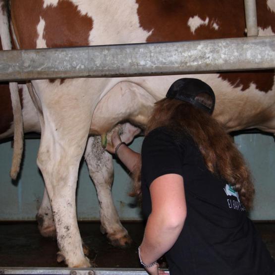 La santé des mamelles reste un enjeu économique déterminant. Crédit photo : A.Coronel