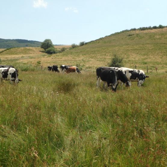 ELVEA France invite tous les éleveurs bovins à la plus grande attention au sujet de l'information concernant les douves,   