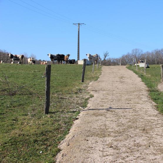 Au printemps, l’herbe jeune et appétente constitue une ressource fourragère économique et de très bonne valeur alimentaire. Crédit photo : AC
