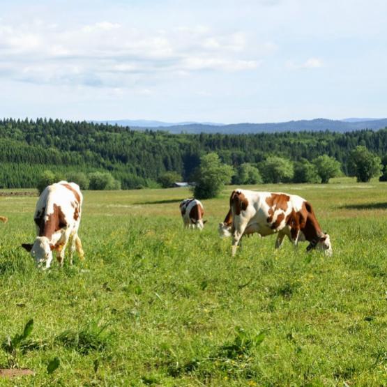 Le suivi individuel reste essentiel pour ajuster la ration au plus juste. Crédit photo : A.Coronel