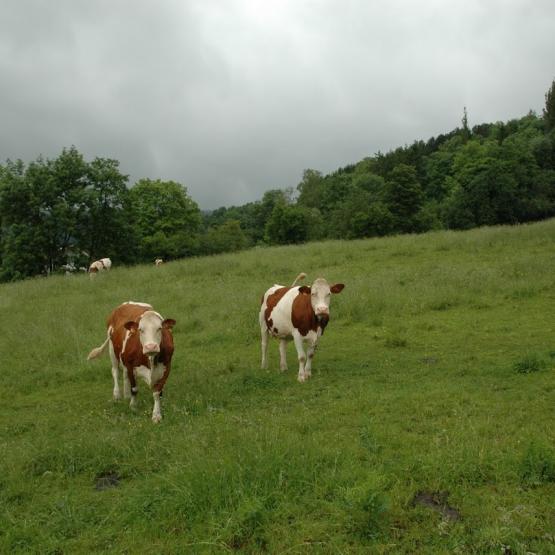 La croissance de l’herbe a repris, mais les épisodes pluvieux qui se succèdent sans répit ne facili-tent pas son exploitation. Crédit photo : AC