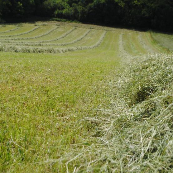 Attention aux taupières qui sont responsables de listériose. Crédit photo : Ciirpo