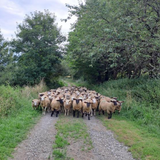 Rentrer en bergerie des agneaux d’herbe est toujours délicat. Crédit photo : CIIRPO