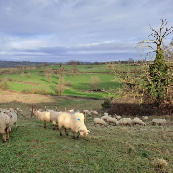 Un des ateliers de la journée technique du CIIRPO sera consacré aux intérêts de faire pâturer les brebis derrière les vaches en hiver