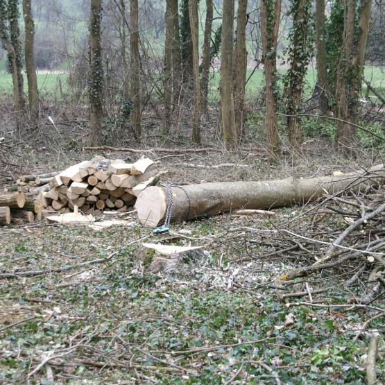 Le cabinet Carbone 4 liste trois objectifs pour que la fillière forêt et bois réponde aux grands enjeux climatiques. Crédit photo : A.Coronel