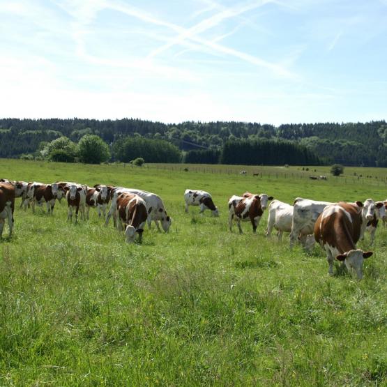 Les élevages laitiers consomment de l'énergie sous forme d'électricité et de fioul, mais peuvent aussi en produire... Crédit photo : AC