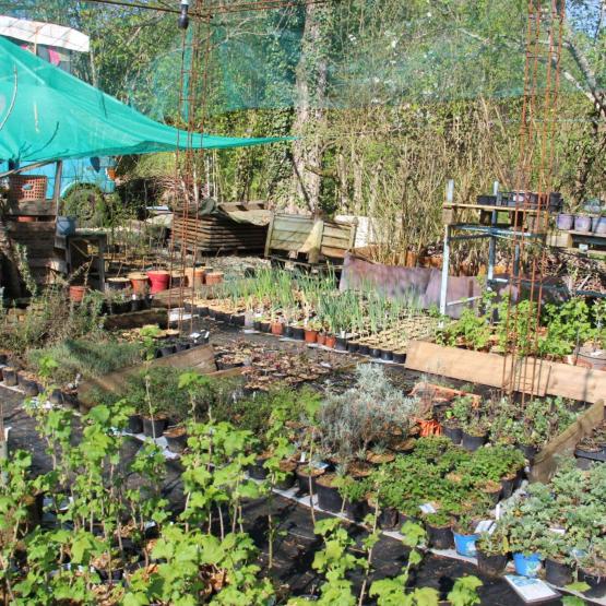La production de plants potagers de variétés anciennes et rustiques, avec de nombreux légumes perpétuels… Crédit photo : A.Coronel