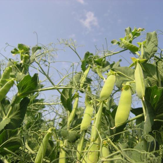 La douceur des hivers autorise le semis plus tardif des protéagineux, tels que le pois et la fèverole d'hiver. Crédit photo ; Terres inovia 