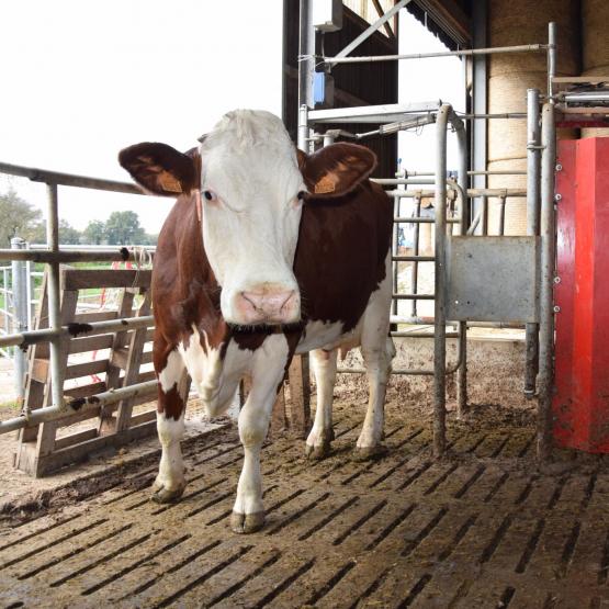 Dans l’organisation d’un pâturage avec robot de traite, il faut créer du mouvement, de sorte que les vaches aient toujours à manger de l’herbe fraîche. Ici, une porte de tri autorise les vaches à sortir que si elles se sont faites traire récemment.