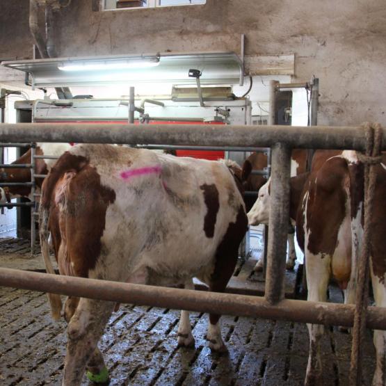 Un robot de traite Lely Astronaut A5 Next est venu remplacer le A4 initialement installé. Crédit photo : AC