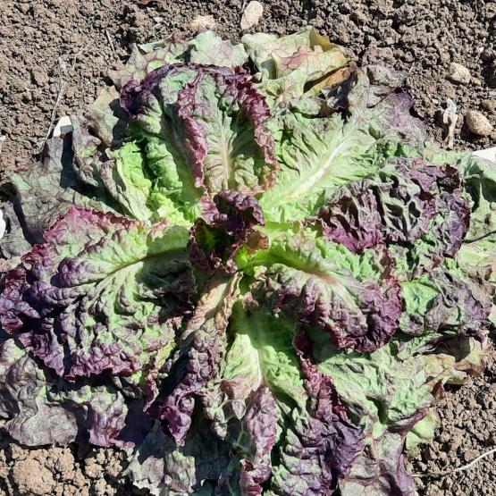 Les vagues de chaleur ont fait des dégât sur les cultures légumières : ici une salade de plein champ grillée par le soleil. Crédit photo : Noémie Cadoux/CA39