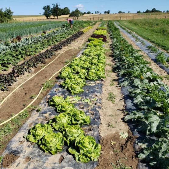 Il existe bien une offre et une demande en fruits et légumes frais et locaux, mais très marginale en termes de volumes. Crédit photo : AC