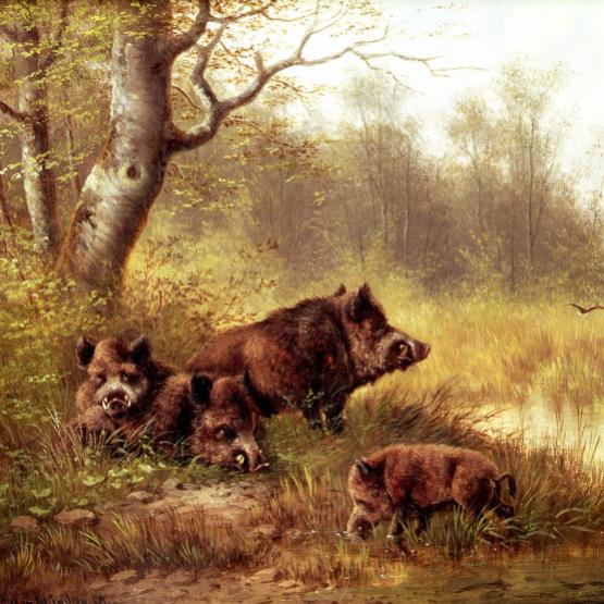 Sangliers de la Forêt Noire croqués par Moritz Muller en 1880.