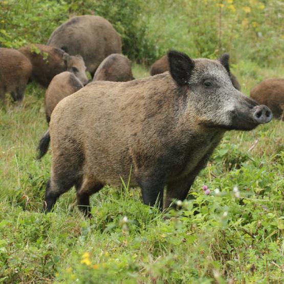 Le nombre de sangliers tués chaque année a été multiplié par un facteur de 20 depuis les années 70, ce qui donne une idée de la dynamique de sa population.