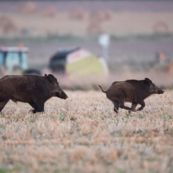La dynamique des populations de sangliers est impressionnante : le nombre d’animaux abattus chaque année atteint désormais le million. Crédit photo : FDC de l’Oise