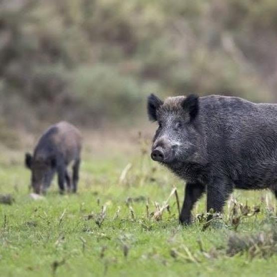 Les saccages des sangliers viennent encore dégrader des bilans fourragers déjà très déficitaires du fait de la sécheresse sans précédent.