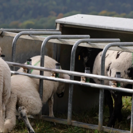 Ce système marque les agneaux qui entrent dans le parc sélectif du nourrisseur. Crédit photo : CIIRPO