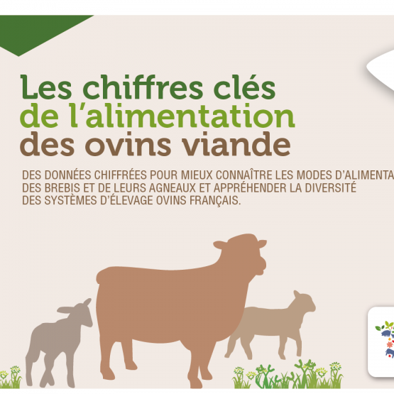 30 pages pour en savoir plus sur l’alimentation des ovins viande. CP : CIIRPO