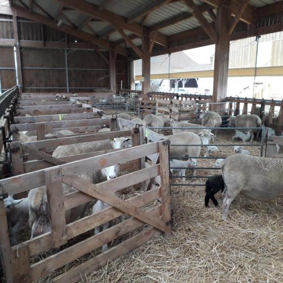 La surveillance des agnelages est plus facile quand la bergerie n’est pas chargée. Crédit photo : CIIRPO