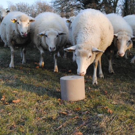 Photo semaine 45-2025 : Pour couvrir ses besoins, une brebis doit consommer 15 à 20 g par jour de pierre à lécher. Crédit photo : CP : CIIRPO