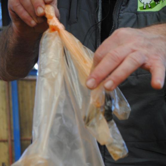 Les crottes des brebis sont toujours prélevées individuellement. Crédit photo : CIIRPO