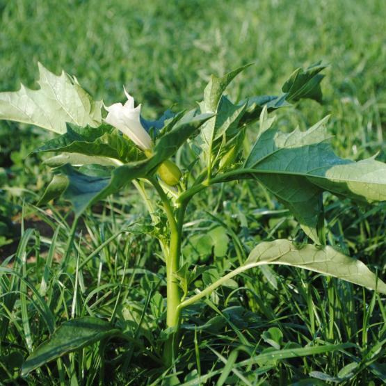 Pour les ovins, le datura est une plante particulièrement toxique, en frais comme en stock. Crédit photo CIIRPO