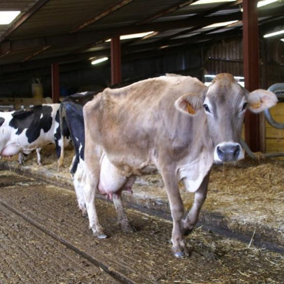 En période de forte chaleur, les vaches laitières limitent leurs déplacements : il faut veiller au bon confort et à la disponibilité des couchages. Crédit photo : AC