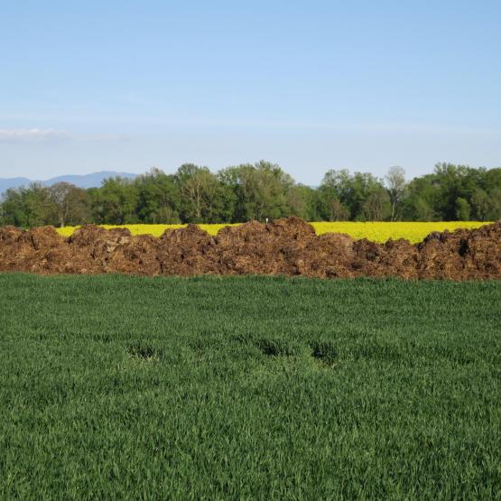 Le stockage au champ d’effluents solides est possible, même en zone vulnérable nitrates, à condition de respecter certaines règles.