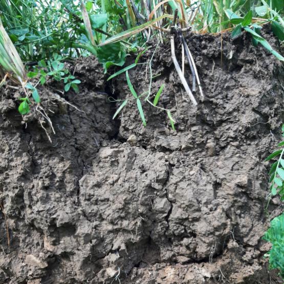Sous la surface, des milliers de mètres cubes de terre arable que fera parler l’analyse de sol... Crédit photo : A.Coronel