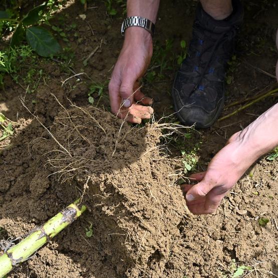 Photo : le travail du sol permet d’ameublir le sol pour obtenir un bon enracinement - Crédit photo : l.Jung – Terres Inovia