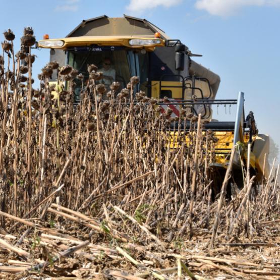 Quand le dos du capitule vire du jaune au brun et que les feuilles de la base et du milieu de la tige sont sèches, le tournesol est mûr. Crédit photo : Laurent Jung/Terres inovia