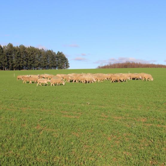 Les brebis de la ferme pédagogique du lycée agricole sont de sortie ! Pour un essai de déprimage ovin dans une parcelle de blé d'hiver. Crédit photo : A.Coronel