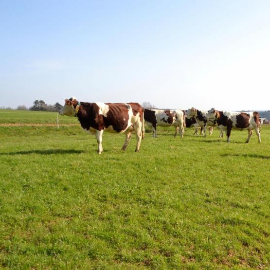 La première chose à faire en cas de suspicion dans un élevage est d’écarter en première intention toutes les causes plus « conventionnelles ». Crédit photo : AC