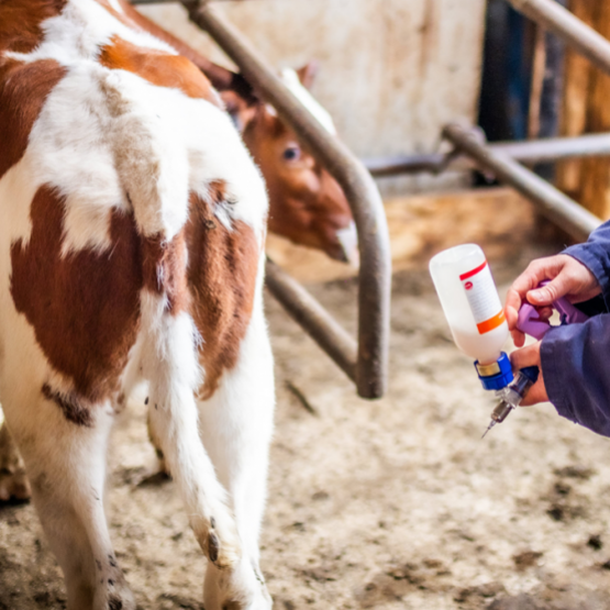 La campagne de rappel vaccinal DNC se poursuit jusqu'en décembre 2026 pour consolider l'immunité des cheptels.