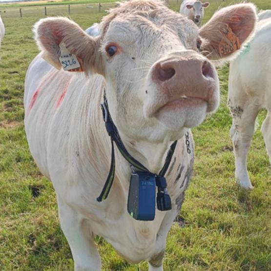 La clôture virtuelle repose sur des colliers munis d’un boîtier de positionnement GPS, dont le coût est encore trop élevé pour des applications concrètes en élevage. Crédit photo : Arvalis