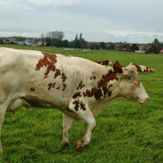 Pour les producteurs de lait justifiant d’une perte de lait, l’attestation (ANNEXE 3) est à demander auprès du collecteur de lait. Crédit photo : AC