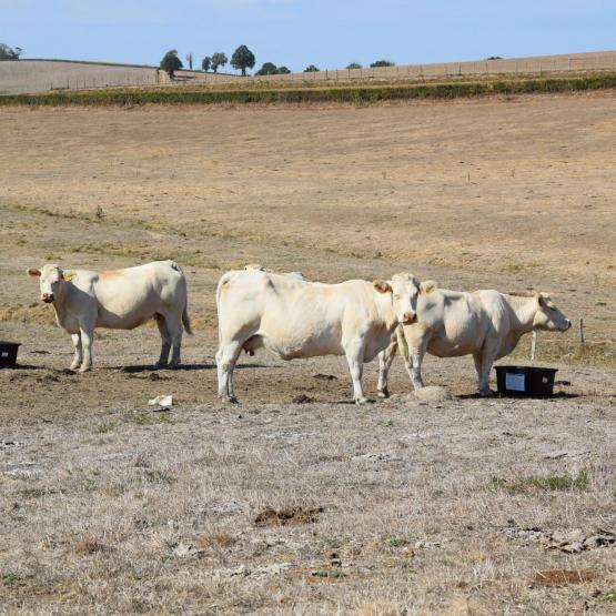 Le réchauffement climatique se manifeste par une succession d’évènements excessifs qui font passer d’une sur abondance d’herbe (printemps, automne) à des périodes de pénuries (été). Crédit photo : Marc Labille