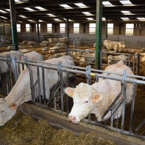 Des éleveurs cherchent des solutions provisoires d'hébergement de leurs troupeaux bloqués en zone de surveillance DNC. Crédit photo : A.Coronel