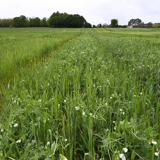 La conduite des protéagineux en association avec des céréales permet de sécuriser leur rendement face aux aléas climatiques. Crédit photo : Terre Inovia