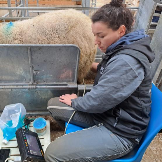 Un exemple de cage de contention avec cornadis adaptée aux constats de gestation. Crédit photo : CIIRPO