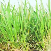 Le risque de volatilisation de l'azote est important du fait de la météo actuelle... Crédit photo : Arvalis-institut du végétal.