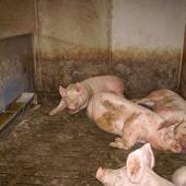 L’arrêté du 16 janvier 2003 spécifie que « tous les porcs âgés de plus de deux semaines doivent avoir un accès permanent à de l’eau fraîche en quantité suffisante ». Photo : DR