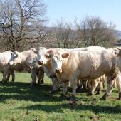 L'engraissement à l'herbe des femelles est un des thèmes de la journée portes-ouvertes... Crédit photo : C.Michelin (EASL)