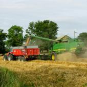 La moisson se déroule dans des conditions compliquées. Photo : A.Coronel