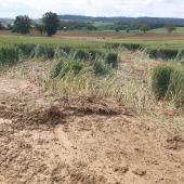 Sur les sols saturés en eau par ce printemps très humide, le violent orage du 24 mai à provoqué des phénomènes de ruissellement et d'inondation spectaculaires. Crédit photo : A.Lacroix