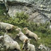 Attaque de loup sur une troupe ovine dans les Alpes. Crédit photo : Mossot