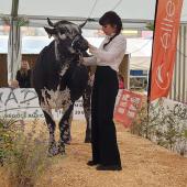 Deux élevages haut-saônois ont représenté la Franche-Comté lors du concours national de la race vosgienne.