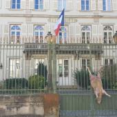 A l’issue de la rencontre à Mélecey, les éleveurs ont poussé jusqu’à Vesoul pour exprimer leur colère en accrochant un mouton mort à la grille de la Préfecture denonçant ainsi les attaques de loup.   